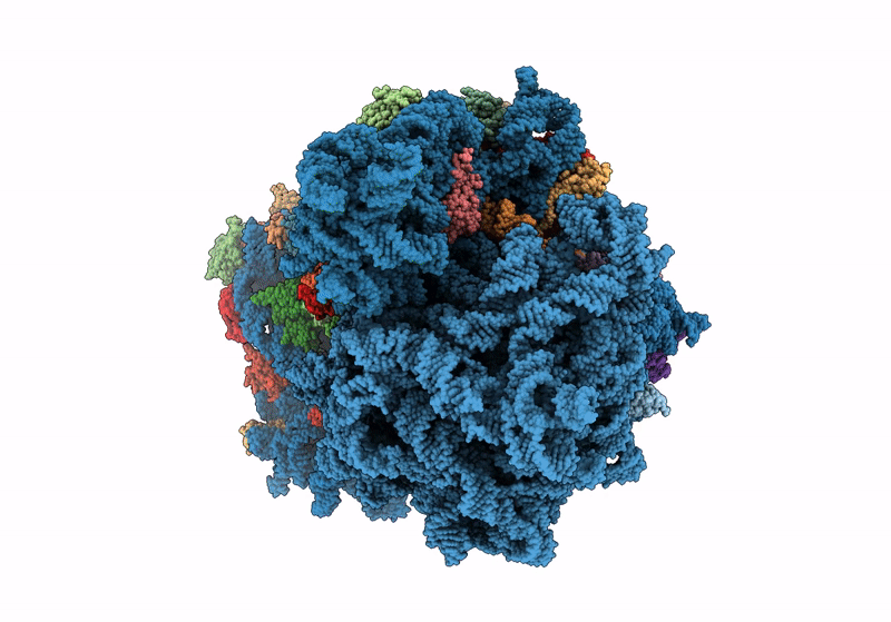 8RCM image
