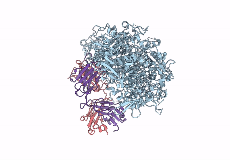 8ROR image