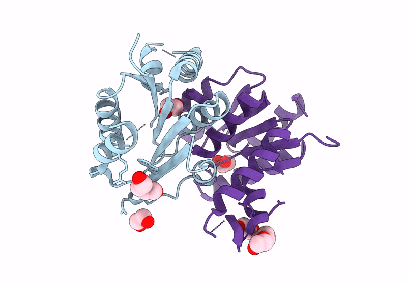 8RPT image