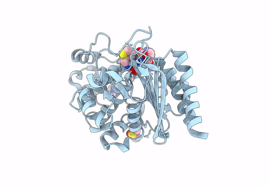 8SDV image