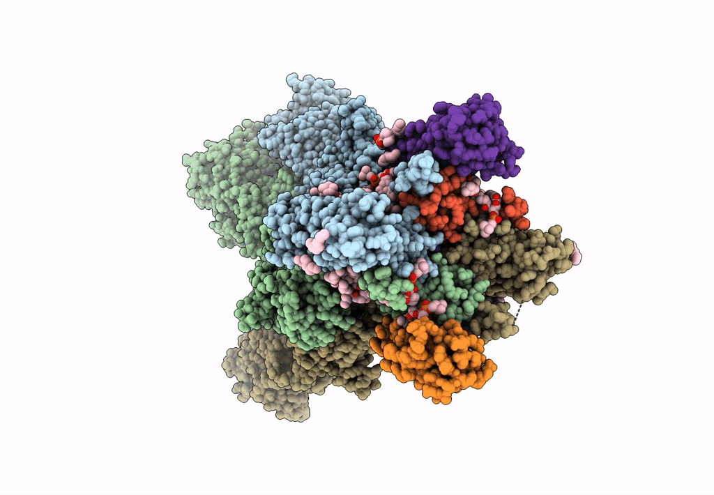 8SS2 image
