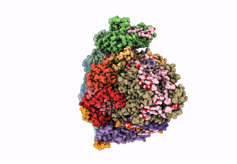8ZOB image