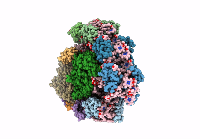 8ZOI image