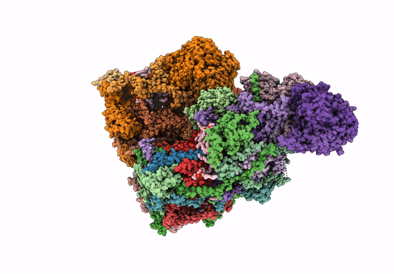 8ZP8 image
