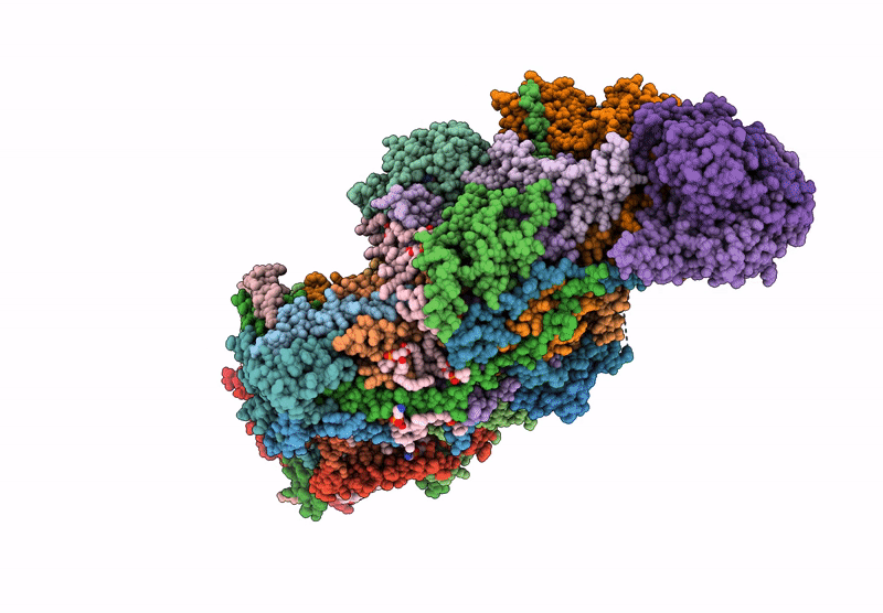 8ZSL image