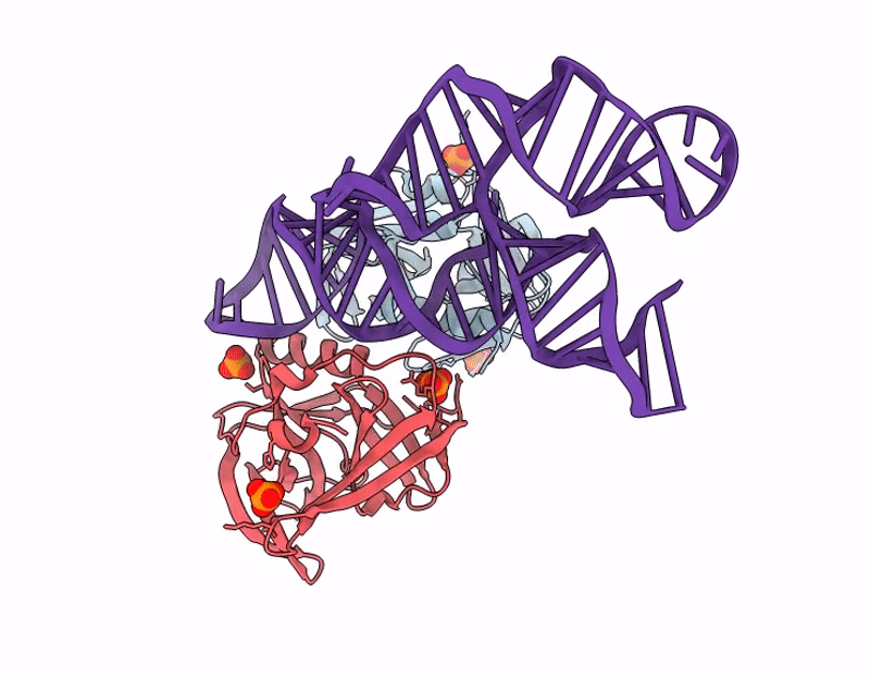 9D9P image