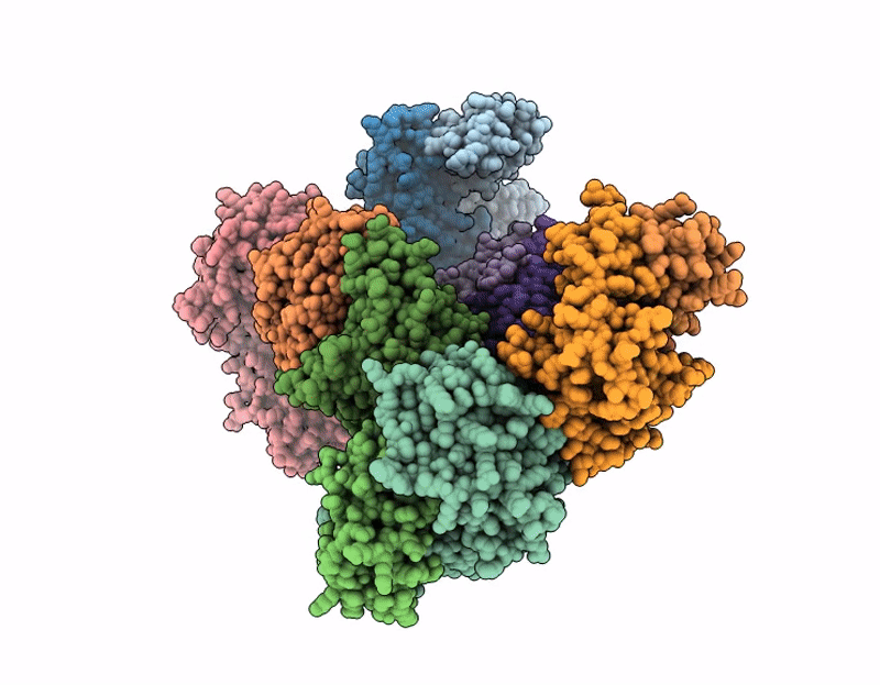 9DBT image
