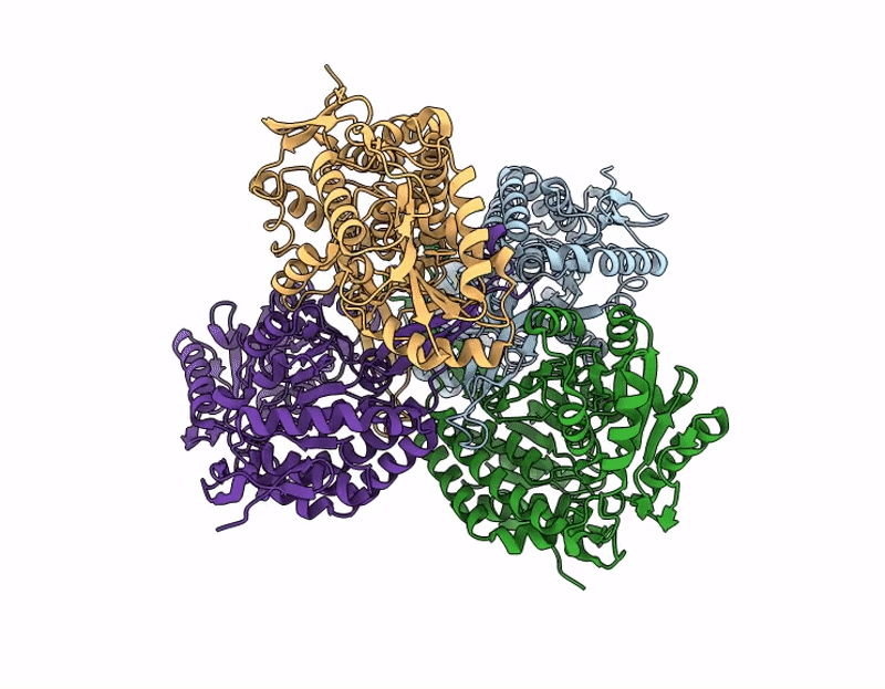 9DLB image