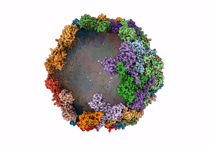 9GOT image