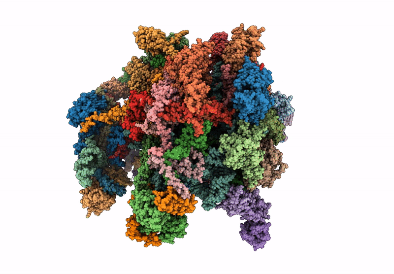 9HCG image