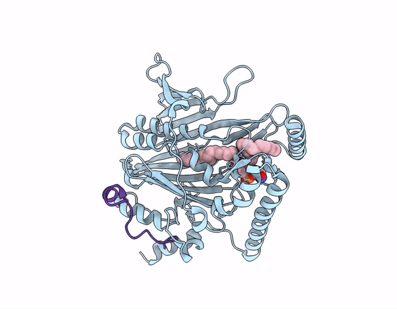 9HDK image