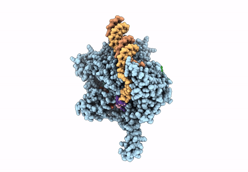 9HDP image