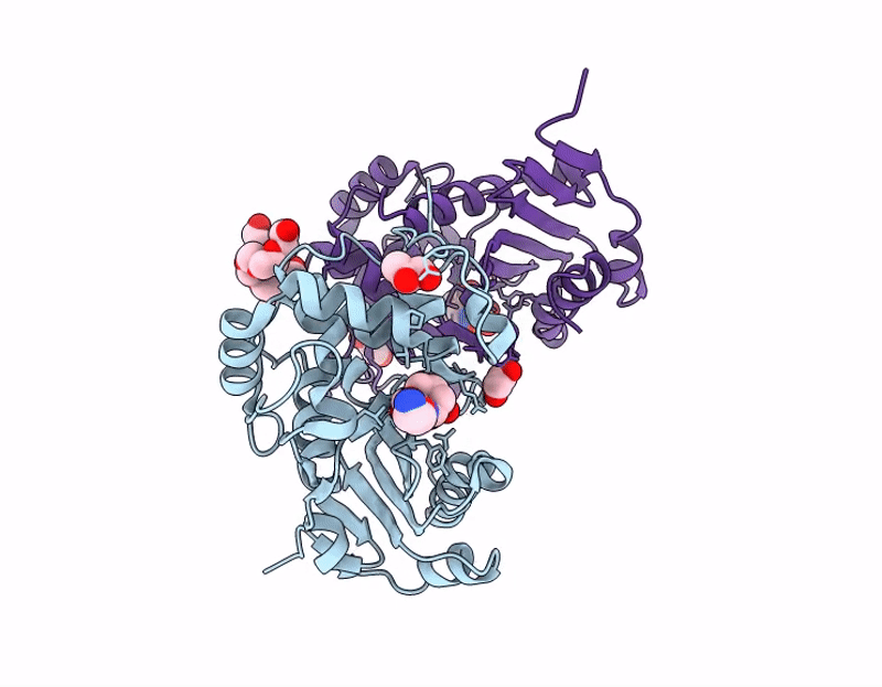 9HPV image