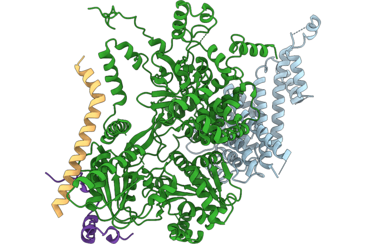 9IBD image
