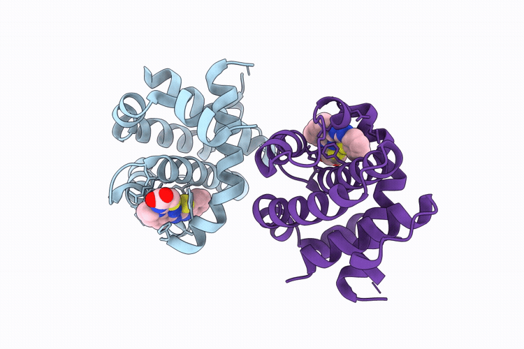 9IGG image