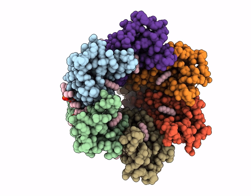 9IPM image