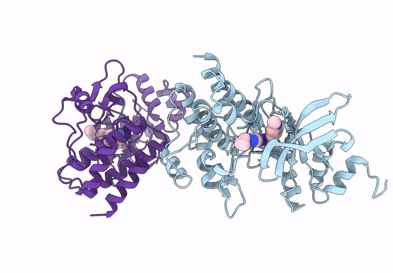 9IVB image