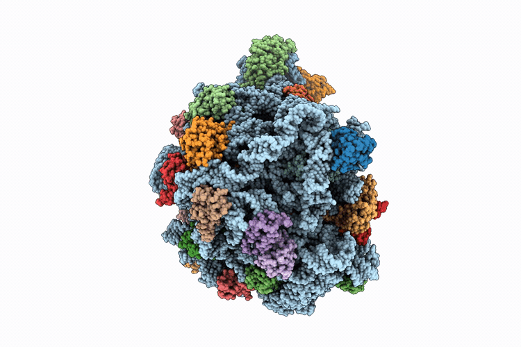 9L96 image