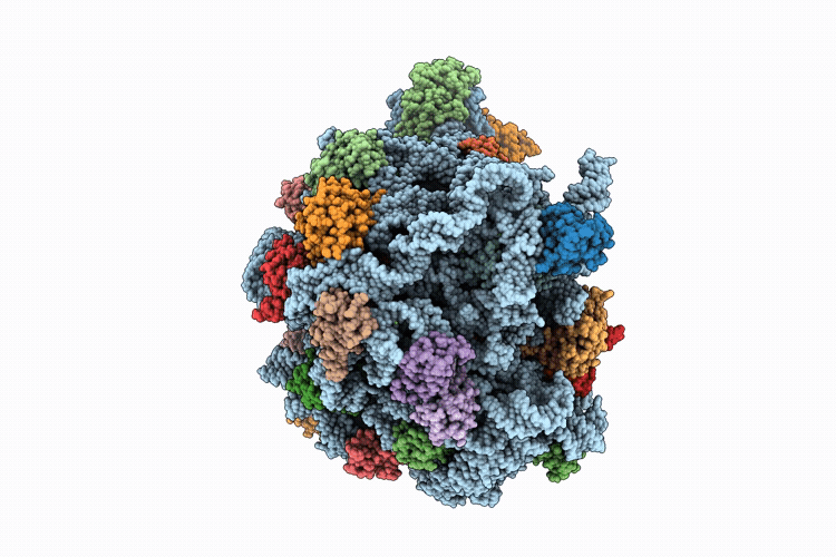 9L98 image