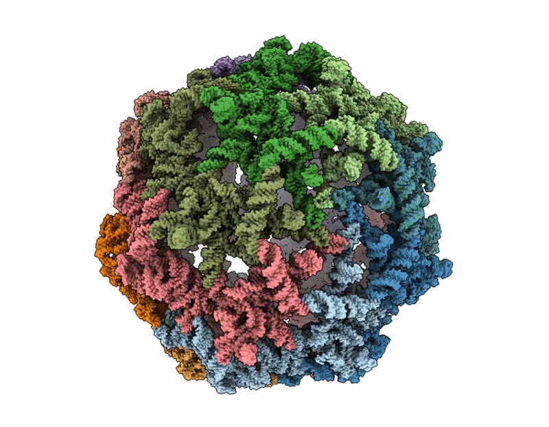 9LHL image