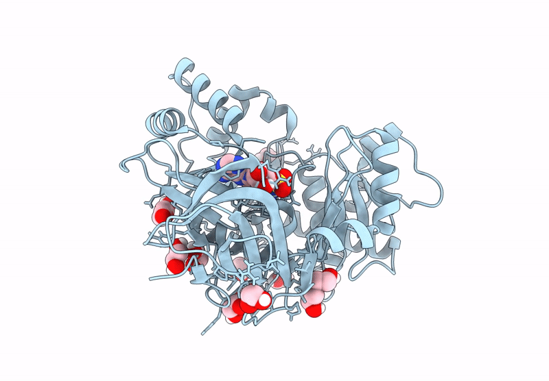 9N1V image