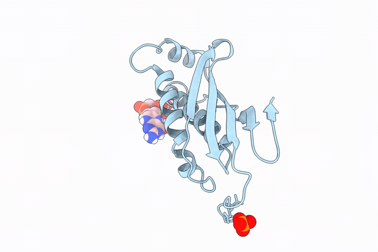 9N2P image