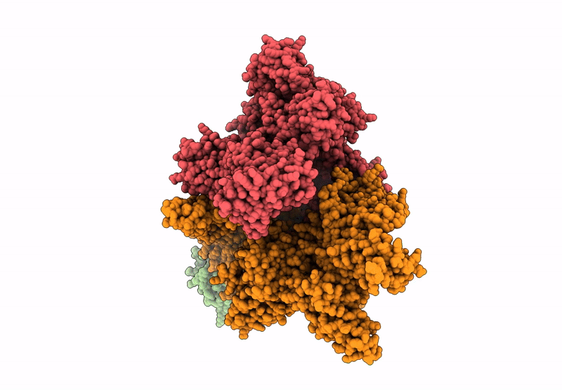 9N9P image