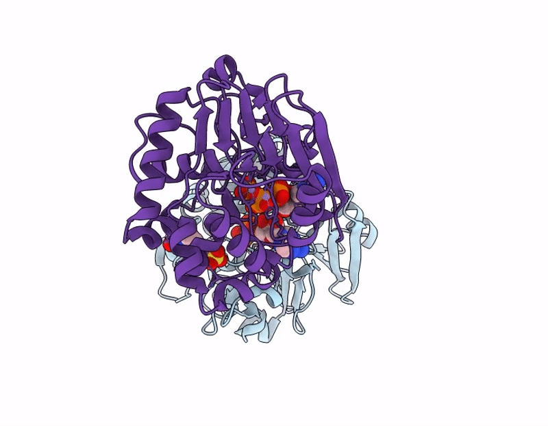 9OPG image