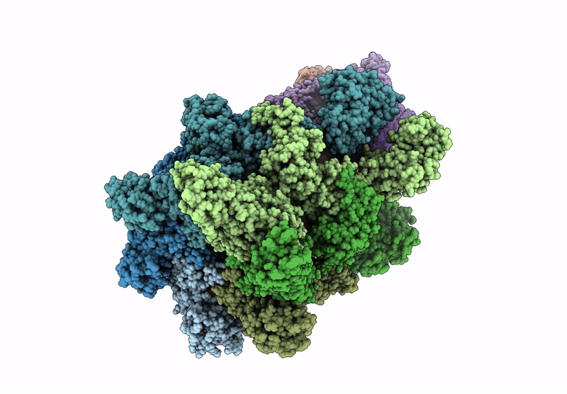 9PD1 image