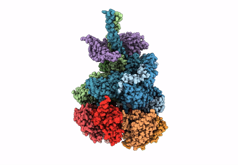 9PDN image
