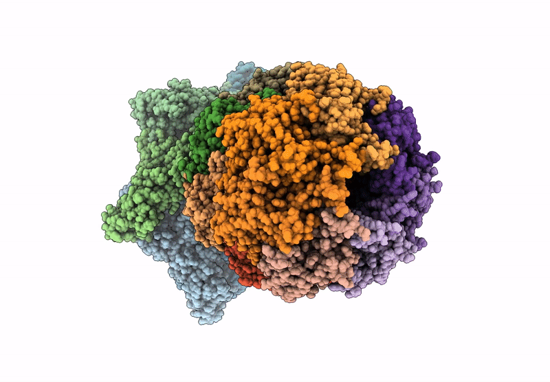 9PJD image