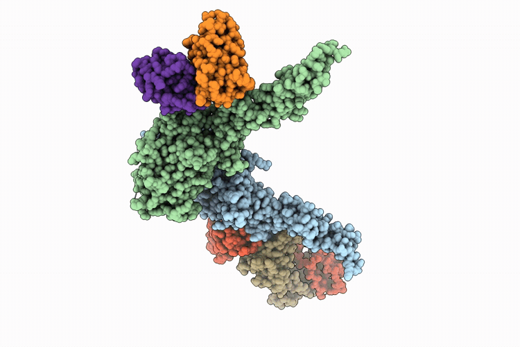 9PLP image