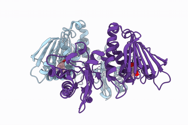 9PRP image