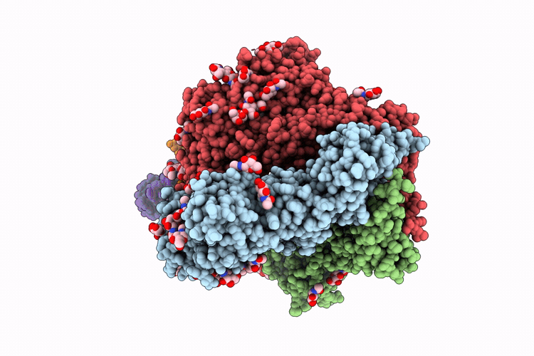 9PYD image