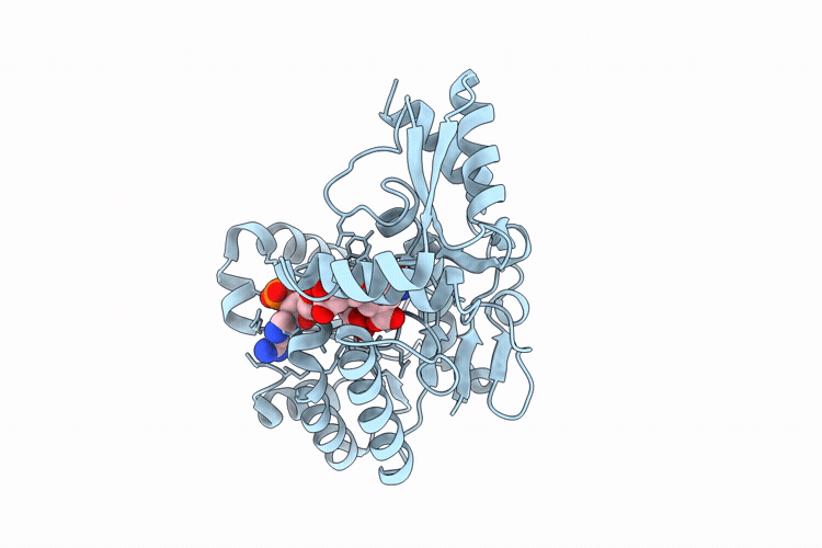9RDD image