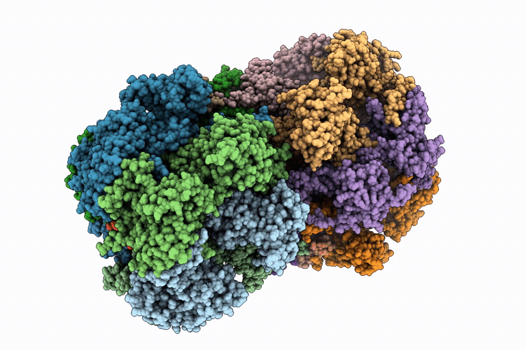 9RHL image