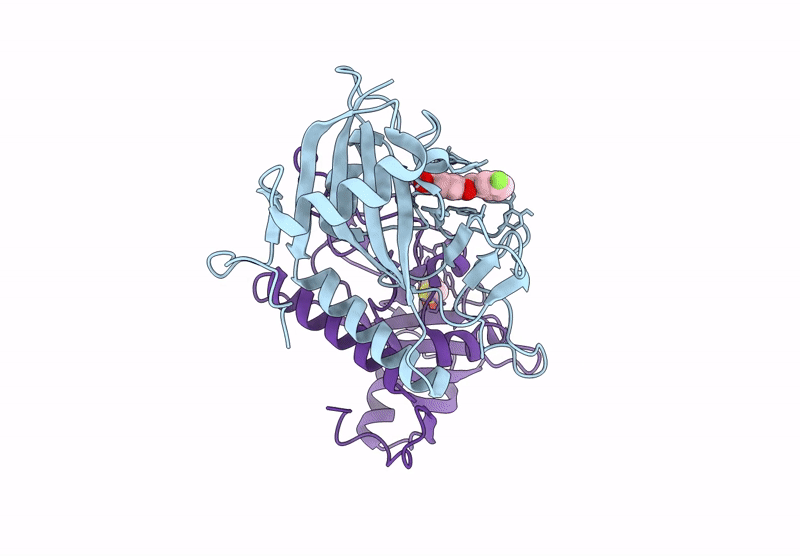 9RLP image