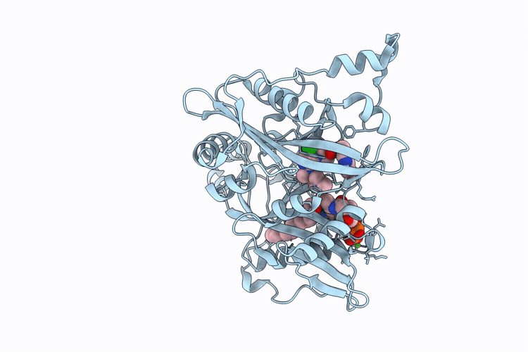 9RLV image
