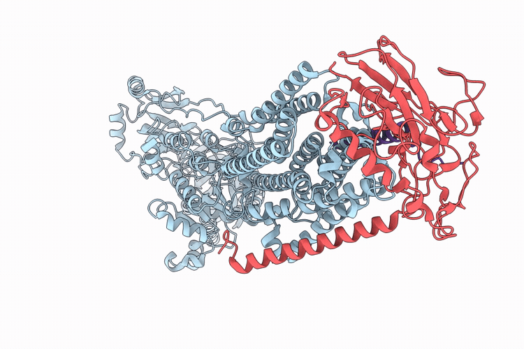 9ROP image