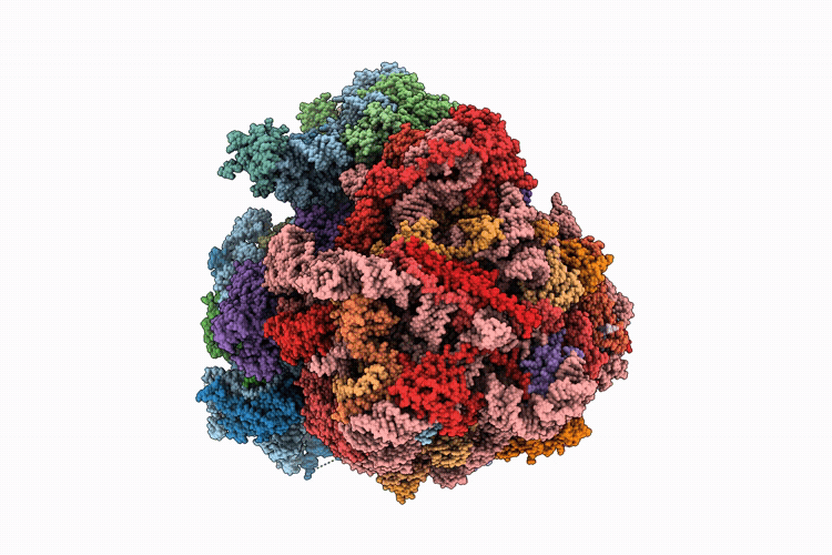 9RVU image