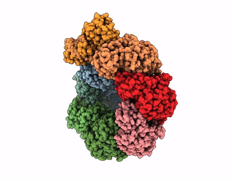 9SJL image