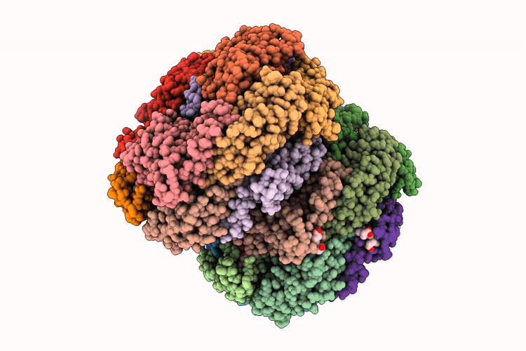 9X6D image