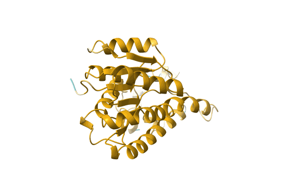 AF-A0A0N0PAS3-F1 image