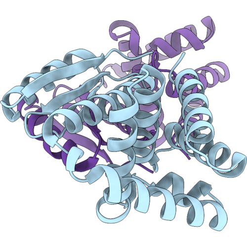 11CP image