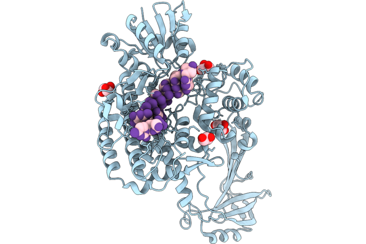 11GX image