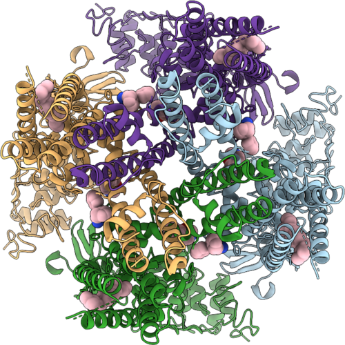 11IB image