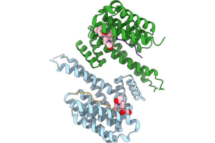 11SI image