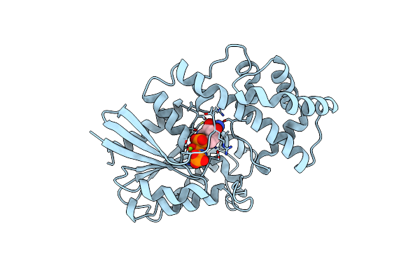 1CIP image