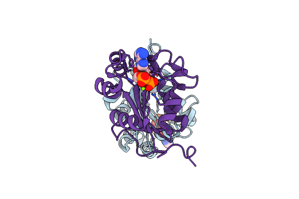 1NDP image
