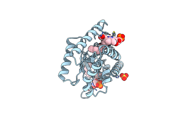 1NFP image